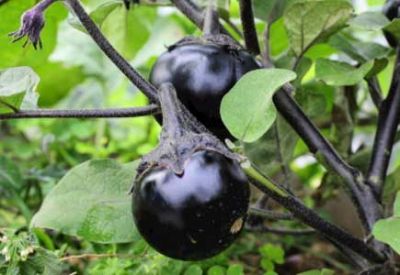 欢迎访问湖北古怪猴子试玩官网入口农业投资集团股份有限公司！